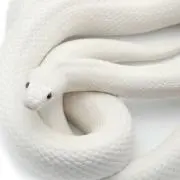 ペコちゃん