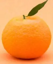 寿太郎の画像