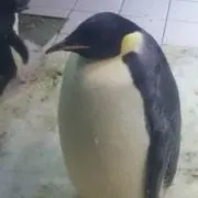 ペンペン