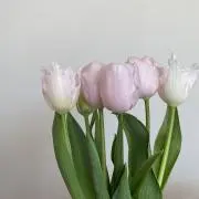 あっちの画像