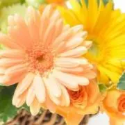 花音の画像