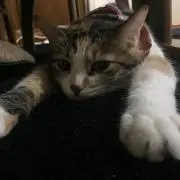 とみちゃん
