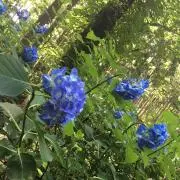 いたぱな