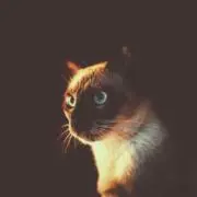 猫田の画像