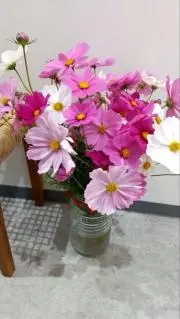 ママ