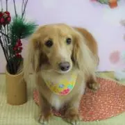 ベルランゴの画像