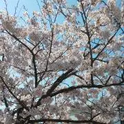 りのの画像