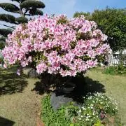 ぶたさんの画像
