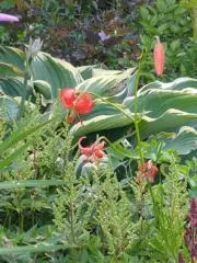 FruFloの画像