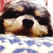 おつきちゃん。