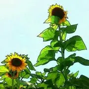 じゅんさくら
