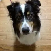 Masu