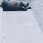 ネリアの画像