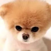 pirorin2020の画像