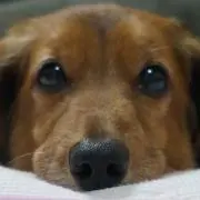 Ryuji