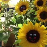 スマイルの画像