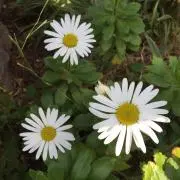 おひるねの画像
