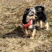チャピの画像
