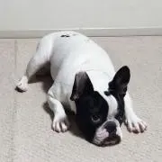 pulpoの画像