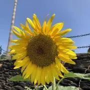 すいかの画像