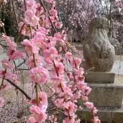 ここのmkの画像