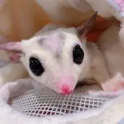 ぴたすの画像