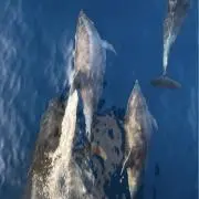 碧　凪