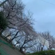 ふかの画像