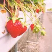 ゆの