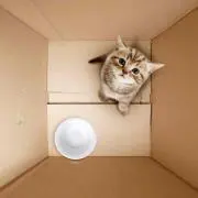もっちー