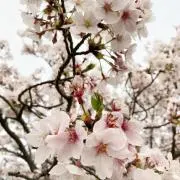 まる子の画像