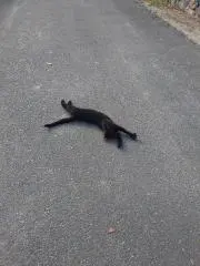 なえの画像