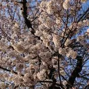 shizu