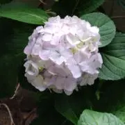 さっちん1108の画像
