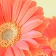 a.tomo
