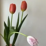 puyoの画像