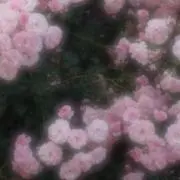 luluの画像