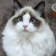 いぬの画像