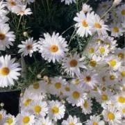アヤの画像