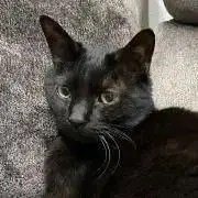 エンネンの画像