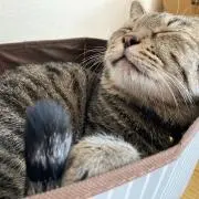 まちかわの画像