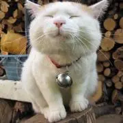 ねこ