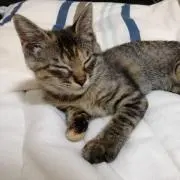 しま