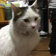 toto