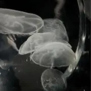 ⋆*•.✦⋆。の画像