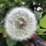 きんどー