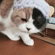 ロビン ☆断捨離真っ只中☆の画像