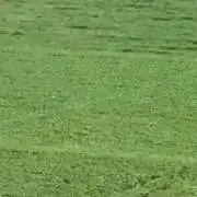 ラムカナの画像