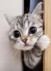 #いちごの画像