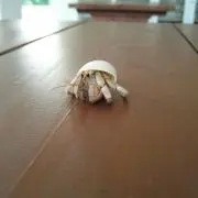 tokotokoの画像